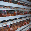Automatic Chicken Cage for Sell